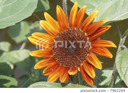 向日葵黃色混合花 向日葵黃色混合花 7962264