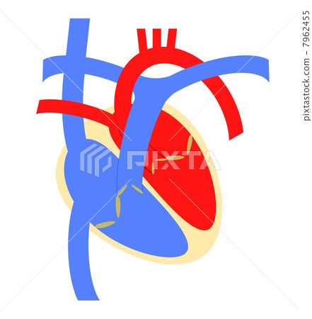 心臟 7962455