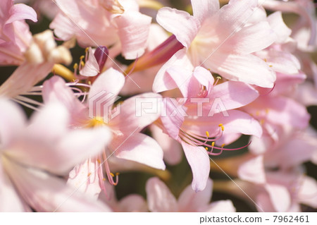 夏天的水仙花 7962461