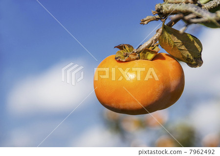 Jiro persimmon 7962492