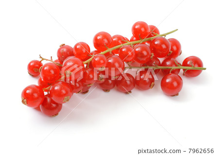 Red currant Red currant 7962656