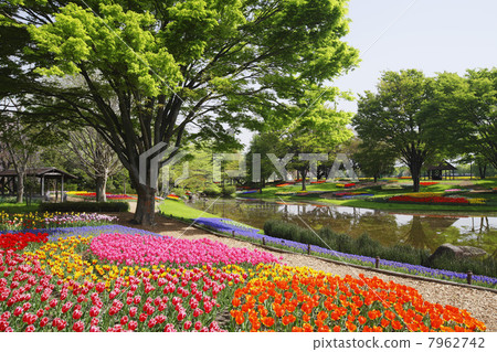 Spring park (Tokyo Metropolitan Showa Memorial Park) 7962742