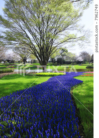 Spring park (Tokyo Metropolitan Showa Memorial Park) Spring park (Tokyo Metropolitan Showa Memorial Park) 7962749