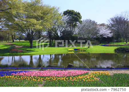 Spring park (Tokyo Metropolitan Showa Memorial Park) Spring park (Tokyo Metropolitan Showa Memorial Park) 7962750