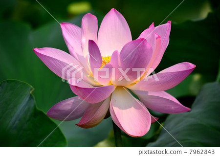 Lotus flower  7962843