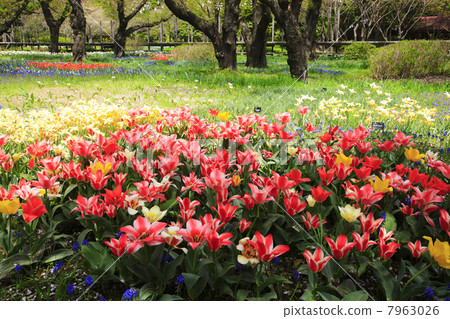Spring park (Tokyo Metropolitan Showa Memorial Park) 7963026