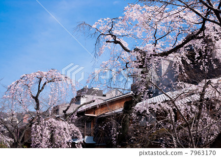 Gion Shirakawa branch cherry-blossoms 7963170