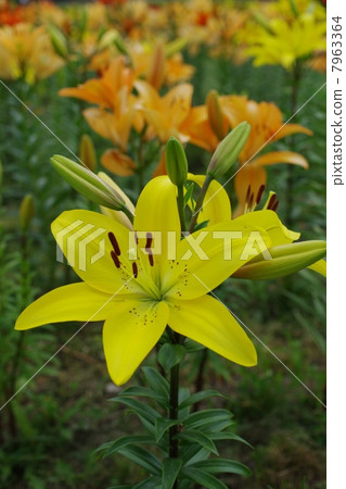 Lily of Fujimi Plateau Lily of Fujimi Plateau 7963364