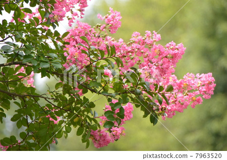 夏季多摩市中澤艾克公園 7963520