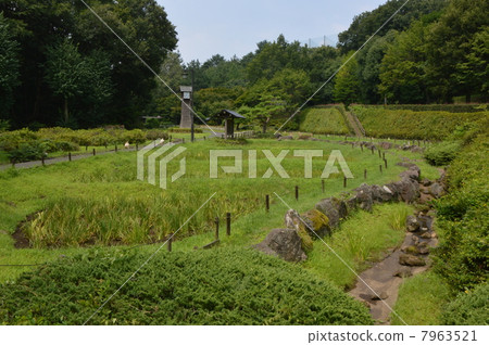 夏季中澤艾克公園多摩市 7963521