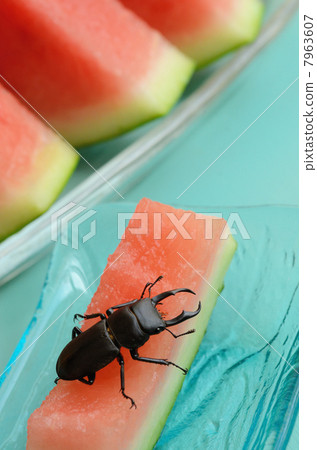 Kokuwagata的男性吃西瓜 Kokuwagata的男性吃西瓜 7963607