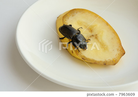 吃香蕉的母狗女性 7963609