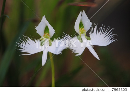 並排 並排 7963803