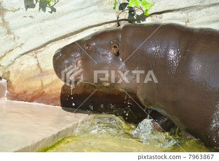 Kobitko covering out from the swimming pool vigorously 01 7963867