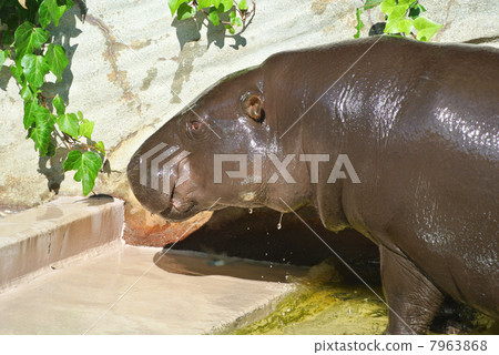 Kobitsukaba that leaves the swimming pool vigorously 02 7963868