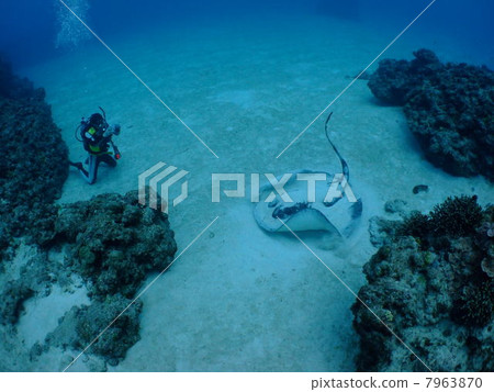 Madaraei Ai Okinawa kerama islands kerama diving sea 7963870