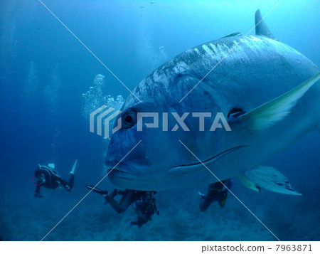 Rouning Asi Okinawa Kerama Islands Ocean Diving Scuba Diving 7963871