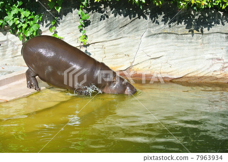 Kobiteko在進入游泳池的那一刻 7963934