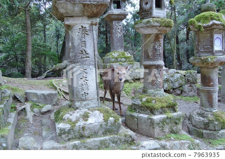 鹿和燈籠 7963935