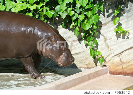 Kobiteko just after bathing 7963942
