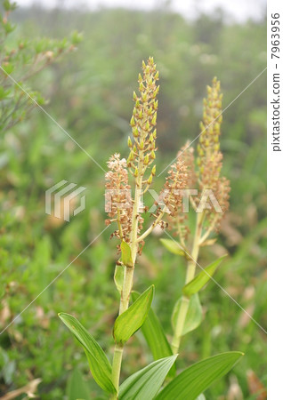 Cobaceous大象 7963956