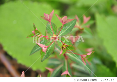 Hakusan Taiki Hakusan Taiki 7963957