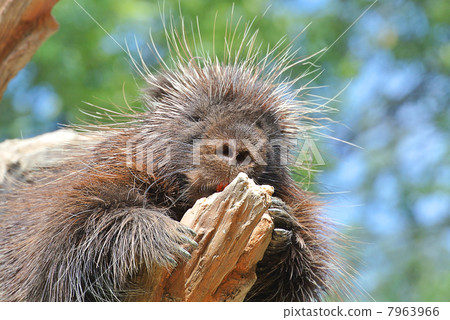 Up of a Canadian Porcupine that sleeps on a tree 7963966