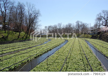 Wasabi field 7964124