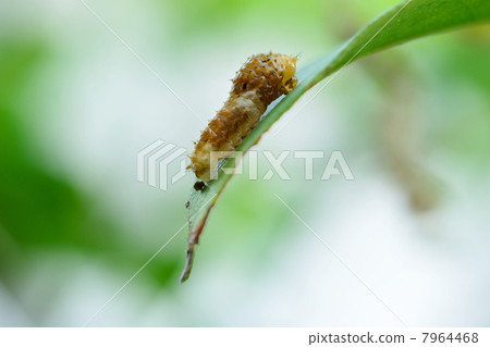 Clownwheat (larva) Clownwheat (larva) 7964468