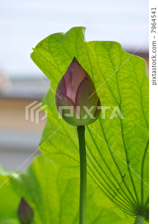Lotus noodles Lotus noodles 7964541