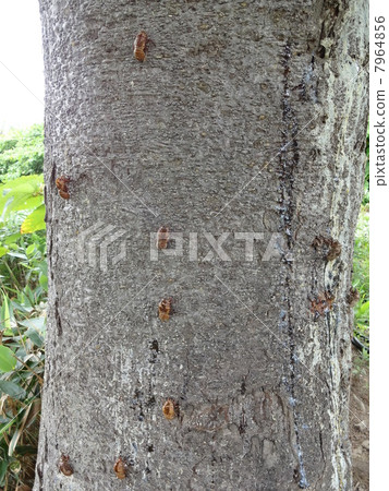 蟬殼 蟬殼 7964856