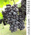 Grape  7964858