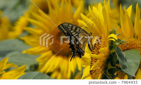 I love sunflowers I love sunflowers 7964935