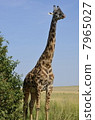 Wild Masai Giraffe / Wild Masai Giraffe 7965027