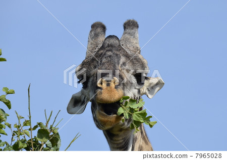 Wild Masai Giraffe / Wild Masai Giraffe Wild Masai Giraffe / Wild Masai Giraffe 7965028