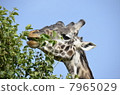 Wild Masai Giraffe / Wild Masai Giraffe 7965029