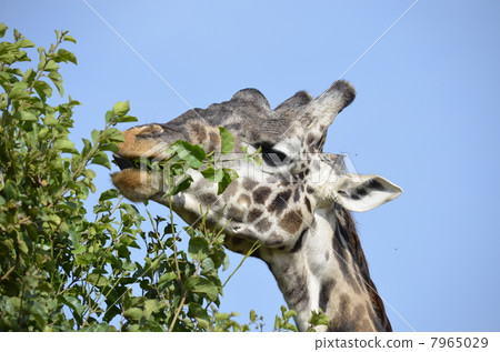 Wild Masai Giraffe / Wild Masai Giraffe Wild Masai Giraffe / Wild Masai Giraffe 7965029