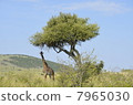 Wild Masai Giraffe / Wild Masai Giraffe 7965030