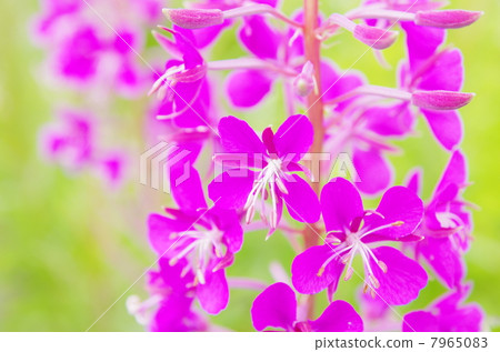 Yanagiran Yanagiran 7965083