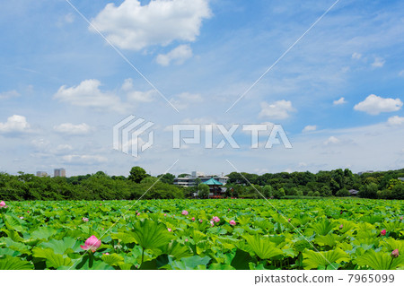 上野公園的荷花池花和綠色和藍天 上野公園的荷花池花和綠色和藍天 7965099