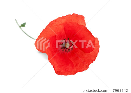Poppy red 7965242