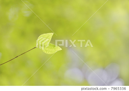 Kurazura leaves 7965336