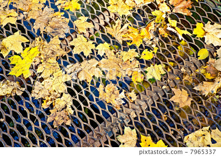 Maple leaves on a lattice bridge Maple leaves on a lattice bridge 7965337