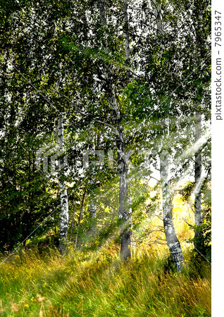 Birch grove in the sun Birch grove in the sun 7965347