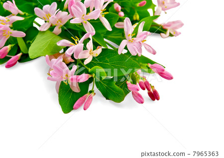 Honeysuckle with pink flowers 7965363