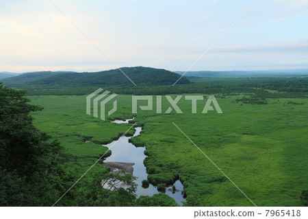 Kushiro moor in the summer Kushiro moor in the summer 7965418