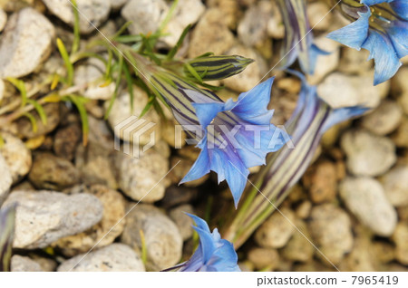 Gentian Farrelly Gentian Farrelly 7965419