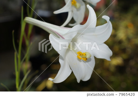 Lilyium Philippinesense Lilyium Philippinesense 7965420