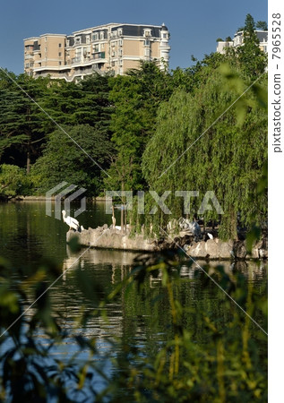Shanghai Zoo 7965528