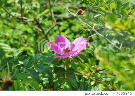 Hamanasu的優雅花卉,用於海灘的花,芽,花和果實的藥用·水平位置 Hamanasu的優雅花卉,用於海灘的花,芽,花和果實的藥用·水平位置 7965545